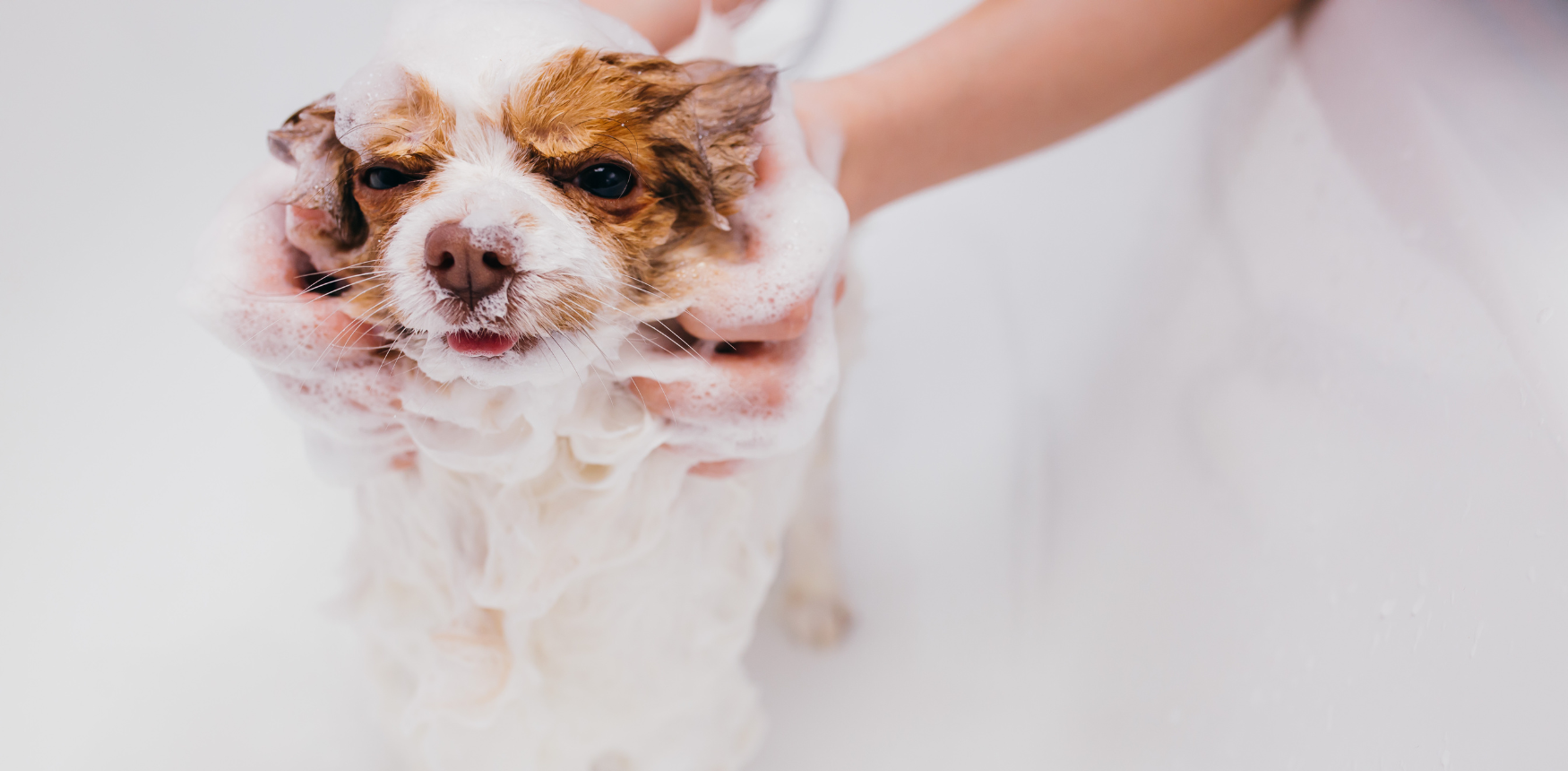 Dog Bath Sprayer Multifunctional Bath Shower Head Dog Bathe